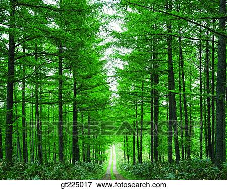 Stock Photo - Cheju Island, Cheju, Halla mountain, halla mountain, whyvalley. Fotosearch