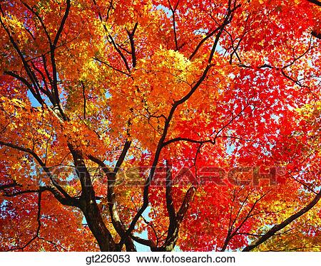 Stock Image - Cheju Island, Cheju, golf links, golf course. Fotosearch