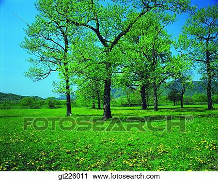 Stock Image - Cheju Island, Cheju, Halla mountain, halla mountain, snowscape, snow. Fotosearch
