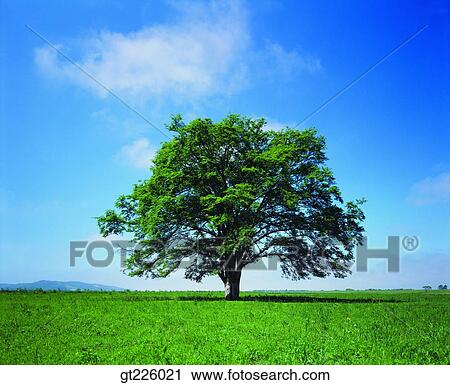 Cheju Island, Cheju, halla mountain, Halla mountain, Beakrockdam, halla mountain, beakrockdam View Large Photo Image Stock Image - Cheju Island, Cheju, halla mountain, Halla mountain, Beakrockdam, halla mountain, beakrockdam. Fotosearch