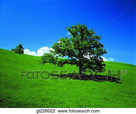 Cheju Island, Cheju, Halla mountain, halla mountain, valley View Large Photo Image Stock Image - Cheju Island, Cheju, Halla mountain, halla mountain, valley. Fotosearch