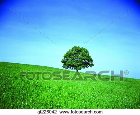 Stock Image - Cheju Island, Cheju, Halla mountain, halla mountain, snowscape, snow. Fotosearch