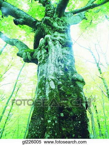 Stock Photography - Cheju Island, Cheju, Halla mountain, halla mountain. Fotosearch