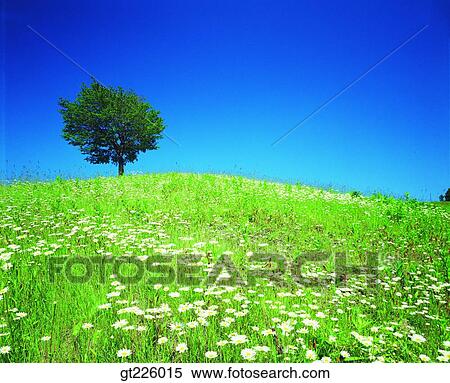 Stock Photography - Cheju Island, Cheju, Halla mountain, halla mountain, snowscape, snow. Fotosearch