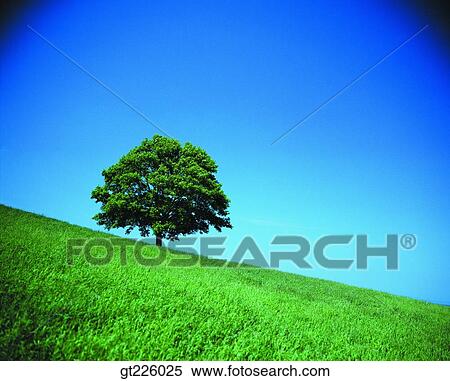 Cheju Island, Cheju, Halla mountain, halla mountain, valley View Large Photo Image Stock Photography - Cheju Island, Cheju, Halla mountain, halla mountain, valley. Fotosearch