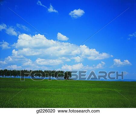 Cheju Island, Cheju orange farm, field, winter View Large Photo Image Stock Image - Cheju Island, Cheju orange farm, field, winter. Fotosearch