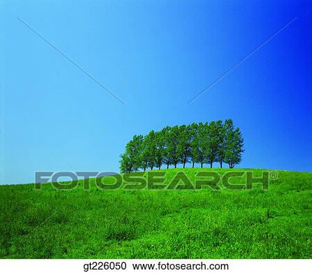 Stock Image - Cheju Island, Cheju orange farm, field, winter. Fotosearch