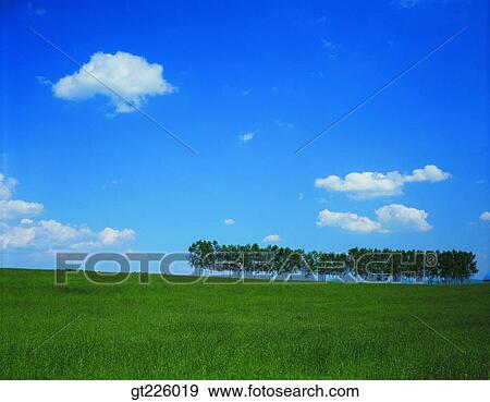 Stock Photo - Cheju Island, Cheju orange farm, field, winter. Fotosearch