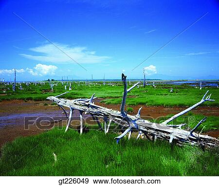 Cheju Island, Cheju orange farm, field, winter View Large Photo Image Stock Photo - Cheju Island, Cheju orange farm, field, winter. Fotosearch