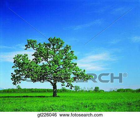 Stock Photograph - Cheju Island, Cheju, snowscape, snow. Fotosearch