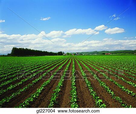 outdoor, exterior, day, daytime, daylight, crops, farm View Large Photo Image Picture - outdoor, exterior, day, daytime, daylight, crops, farm. Fotosearch