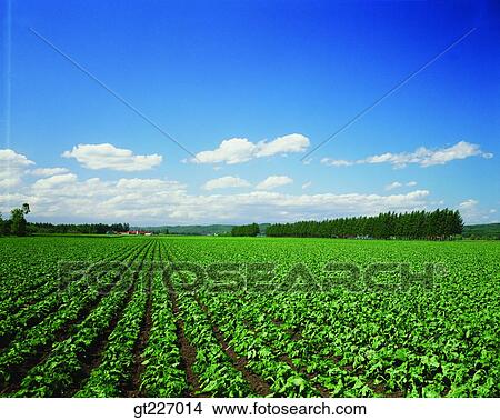 outdoor, exterior, day, daytime, daylight, crops, farm View Large Photo Image Picture - outdoor, exterior, day, daytime, daylight, crops, farm. Fotosearch