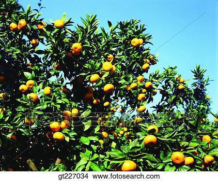 outdoor, exterior, day, daytime, daylight, orange, persimmon orange View Large Photo Image Picture - outdoor, exterior, day, daytime, daylight, orange, persimmon orange. Fotosearch