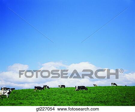 outdoor, exterior, day, daytime, daylight, stock farming, cattle breeding View Large Photo Image Picture - outdoor, exterior, day, daytime, daylight, stock farming, cattle breeding. Fotosearch