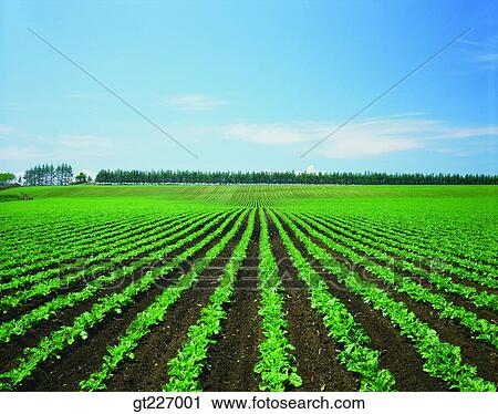 Stock Image - outdoor, exterior, day, daytime, daylight, crops, farm. Fotosearch