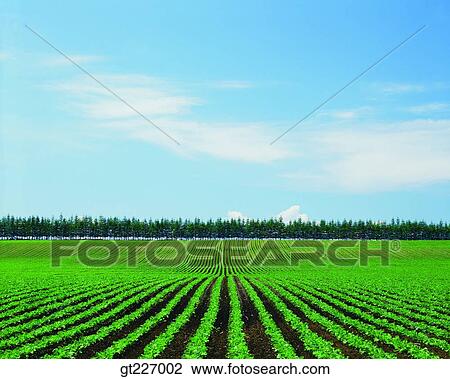 outdoor, exterior, day, daytime, daylight, crops, farm View Large Photo Image Stock Image - outdoor, exterior, day, daytime, daylight, crops, farm. Fotosearch
