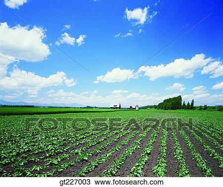 outdoor, exterior, day, daytime, daylight, crops, farm View Large Photo Image Stock Image - outdoor, exterior, day, daytime, daylight, crops, farm. Fotosearch