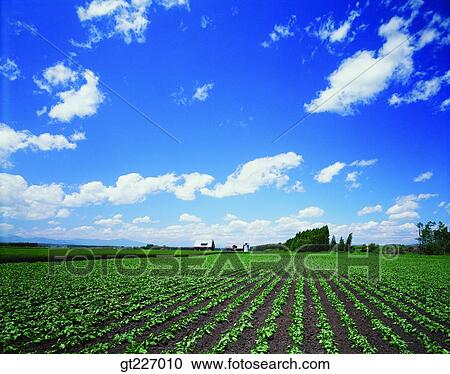 outdoor, exterior, day, daytime, daylight, crops, farm View Large Photo Image Stock Image - outdoor, exterior, day, daytime, daylight, crops, farm. Fotosearch