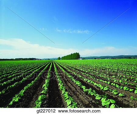 Stock Image - outdoor, exterior, day, daytime, daylight, crops, farm. Fotosearch