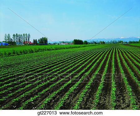 outdoor, exterior, day, daytime, daylight, crops, farm View Large Photo Image Stock Image - outdoor, exterior, day, daytime, daylight, crops, farm. Fotosearch