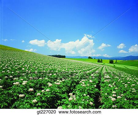 outdoor, exterior, day, daytime, daylight, gardening, flower View Large Photo Image Stock Image - outdoor, exterior, day, daytime, daylight, gardening, flower. Fotosearch