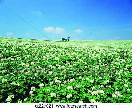 Stock Image - outdoor, exterior, day, daytime, daylight, gardening, flower. Fotosearch
