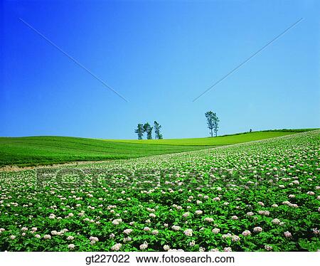 outdoor, exterior, day, daytime, daylight, gardening, flower View Large Photo Image Stock Image - outdoor, exterior, day, daytime, daylight, gardening, flower. Fotosearch