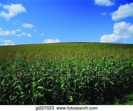 outdoor, exterior, day, daytime, daylight, corn, crops View Large Photo Image Stock Image - outdoor, exterior, day, daytime, daylight, corn, crops. Fotosearch