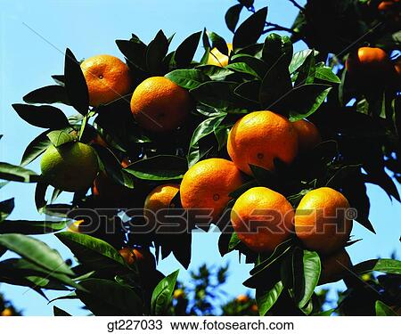 outdoor, exterior, day, daytime, daylight, orange, persimmon orange View Large Photo Image Stock Image - outdoor, exterior, day, daytime, daylight, orange, persimmon orange. Fotosearch