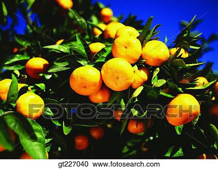 Stock Image - outdoor, exterior, day, daytime, daylight, orange, persimmon orange. Fotosearch