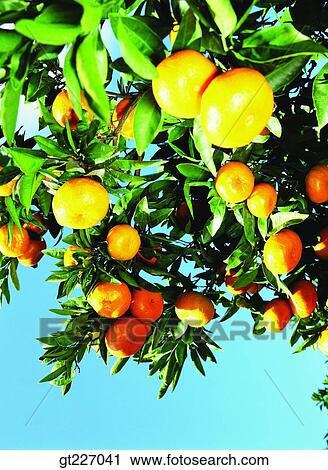outdoor, exterior, day, daytime, daylight, orange, persimmon orange View Large Photo Image Stock Image - outdoor, exterior, day, daytime, daylight, orange, persimmon orange. Fotosearch
