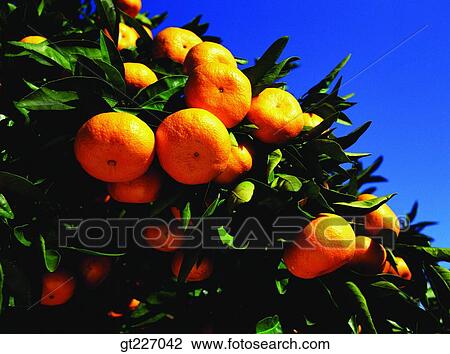 Stock Image - outdoor, exterior, day, daytime, daylight, orange, persimmon orange. Fotosearch