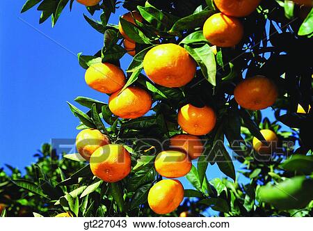 outdoor, exterior, day, daytime, daylight, orange, persimmon orange View Large Photo Image Stock Image - outdoor, exterior, day, daytime, daylight, orange, persimmon orange. Fotosearch