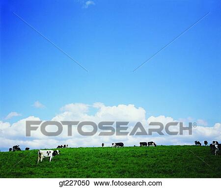 Stock Image - outdoor, exterior, day, daytime, daylight, stock farming, cattle breeding. Fotosearch