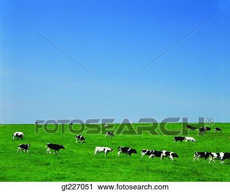 outdoor, exterior, day, daytime, daylight, stock farming, cattle breeding View Large Photo Image Stock Image - outdoor, exterior, day, daytime, daylight, stock farming, cattle breeding. Fotosearch