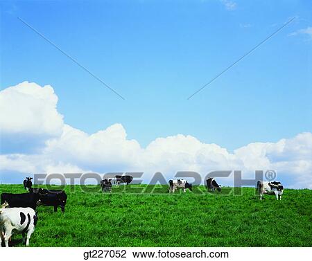 outdoor, exterior, day, daytime, daylight, stock farming, cattle breeding View Large Photo Image Stock Image - outdoor, exterior, day, daytime, daylight, stock farming, cattle breeding. Fotosearch