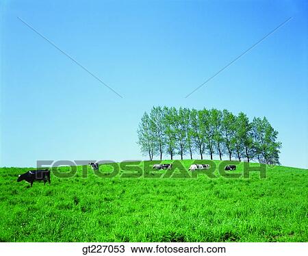 outdoor, exterior, day, daytime, daylight, stock farming, cattle breeding View Large Photo Image Stock Image - outdoor, exterior, day, daytime, daylight, stock farming, cattle breeding. Fotosearch