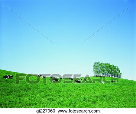 outdoor, exterior, day, daytime, daylight, stock farming, cattle breeding View Large Photo Image Stock Image - outdoor, exterior, day, daytime, daylight, stock farming, cattle breeding. Fotosearch