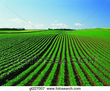 outdoor, exterior, day, daytime, daylight, crops, farm View Large Photo Image Stock Photo - outdoor, exterior, day, daytime, daylight, crops, farm. Fotosearch