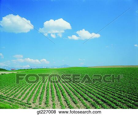 outdoor, exterior, day, daytime, daylight, crops, farm View Large Photo Image Stock Photo - outdoor, exterior, day, daytime, daylight, crops, farm. Fotosearch