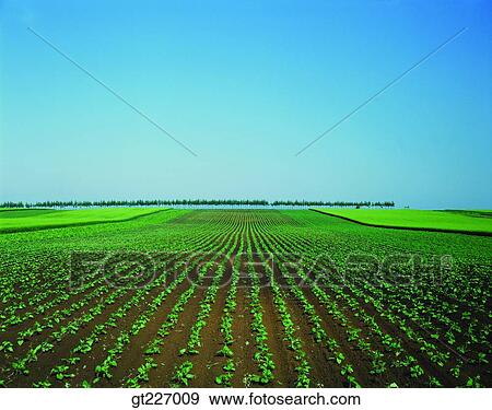 outdoor, exterior, day, daytime, daylight, crops, farm View Large Photo Image Stock Photo - outdoor, exterior, day, daytime, daylight, crops, farm. Fotosearch