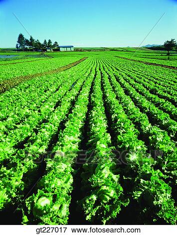 outdoor, exterior, day, daytime, daylight, crops, farm View Large Photo Image Stock Photo - outdoor, exterior, day, daytime, daylight, crops, farm. Fotosearch