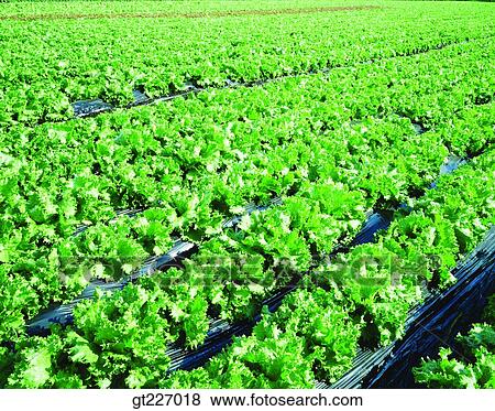 outdoor, exterior, day, daytime, daylight, crops, farm View Large Photo Image Stock Photo - outdoor, exterior, day, daytime, daylight, crops, farm. Fotosearch