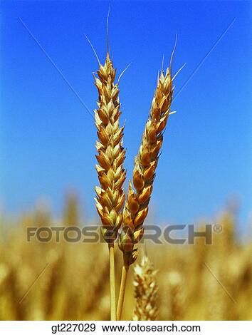 outdoor, exterior, day, daytime, daylight, crops, farm product View Large Photo Image Stock Photo - outdoor, exterior, day, daytime, daylight, crops, farm product. Fotosearch