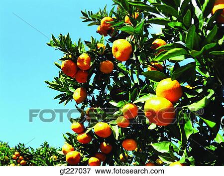 outdoor, exterior, day, daytime, daylight, orange, persimmon orange View Large Photo Image Stock Photo - outdoor, exterior, day, daytime, daylight, orange, persimmon orange. Fotosearch