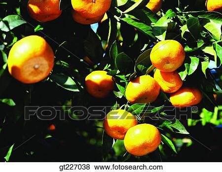 Stock Photo - outdoor, exterior, day, daytime, daylight, orange, persimmon orange. Fotosearch