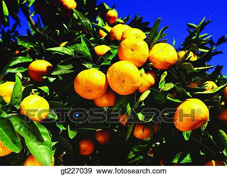 outdoor, exterior, day, daytime, daylight, orange, persimmon orange View Large Photo Image Stock Photo - outdoor, exterior, day, daytime, daylight, orange, persimmon orange. Fotosearch