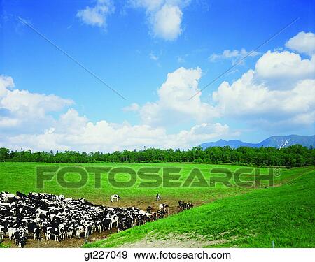 outdoor, exterior, day, daytime, daylight, stock farming, cattle breeding View Large Photo Image Stock Photo - outdoor, exterior, day, daytime, daylight, stock farming, cattle breeding. Fotosearch