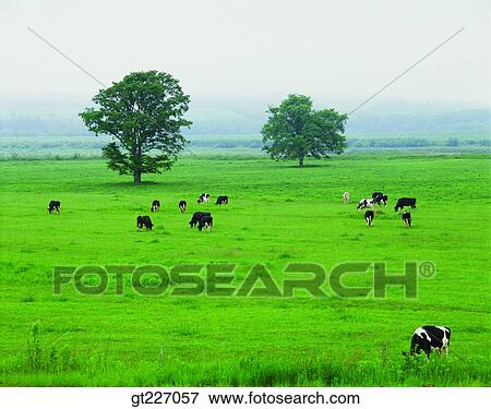 outdoor, exterior, day, daytime, daylight, stock farming, cattle breeding View Large Photo Image Stock Photo - outdoor, exterior, day, daytime, daylight, stock farming, cattle breeding. Fotosearch