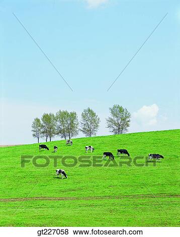 outdoor, exterior, day, daytime, daylight, stock farming, cattle breeding View Large Photo Image Stock Photo - outdoor, exterior, day, daytime, daylight, stock farming, cattle breeding. Fotosearch